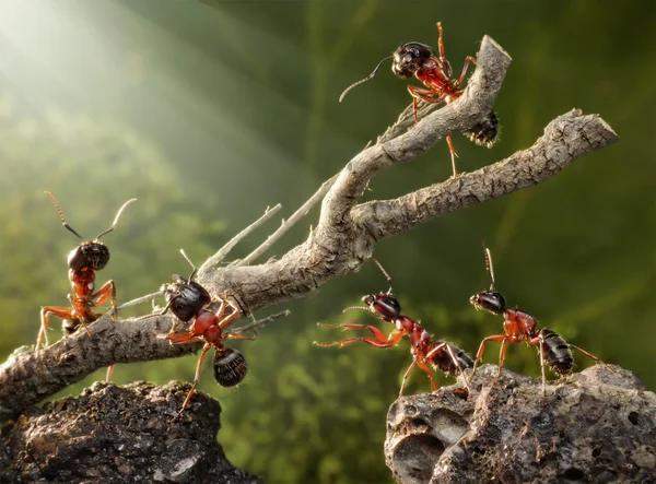 insectes