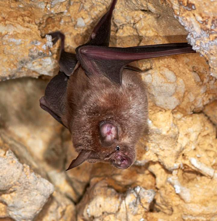 Traitement et solutions de répulsion pour les chauves-souris