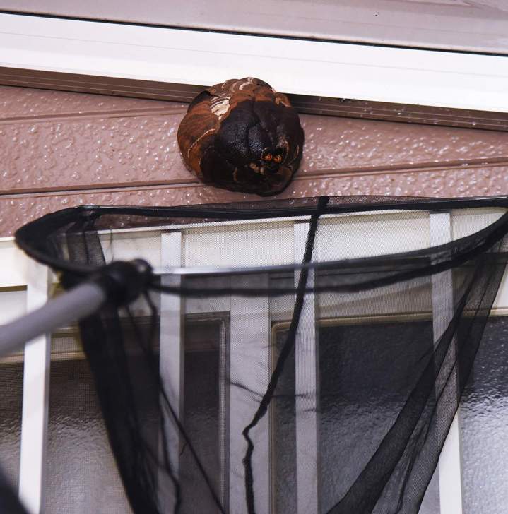 Intervention sur les nids de frelons, guêpes et récupération d'abeilles