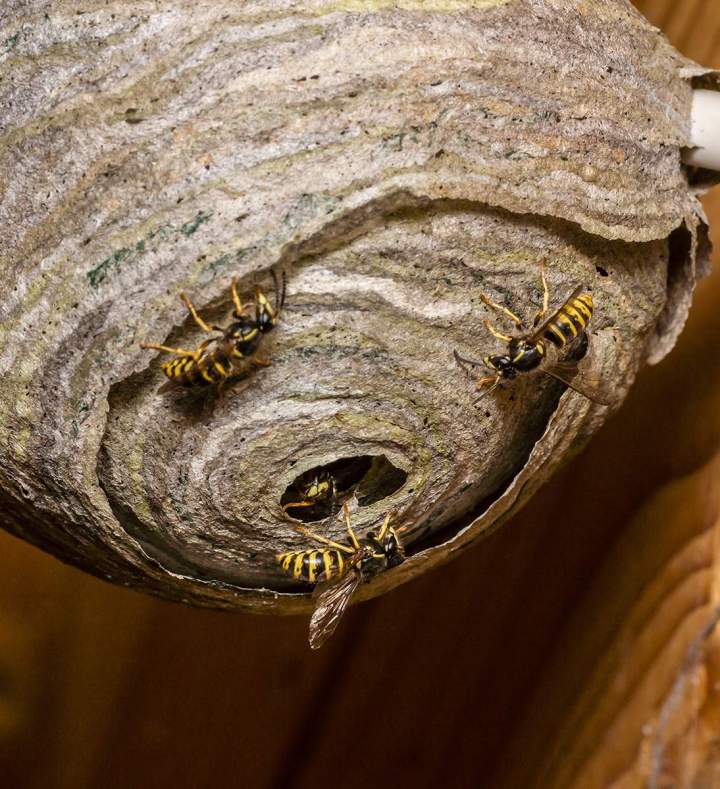 Récupération essaims d'abeilles Auray